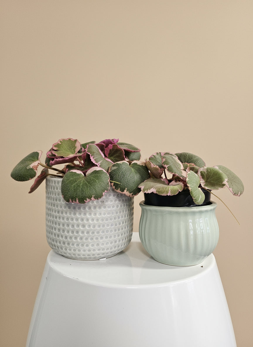 Saxifraga stolonifera "Strawberry Begonia" features velvety green leaves with silver veins, purple undersides, and cascading runners resembling strawberry plants. Non-toxic and easy to care for, it thrives in bright, indirect light.
