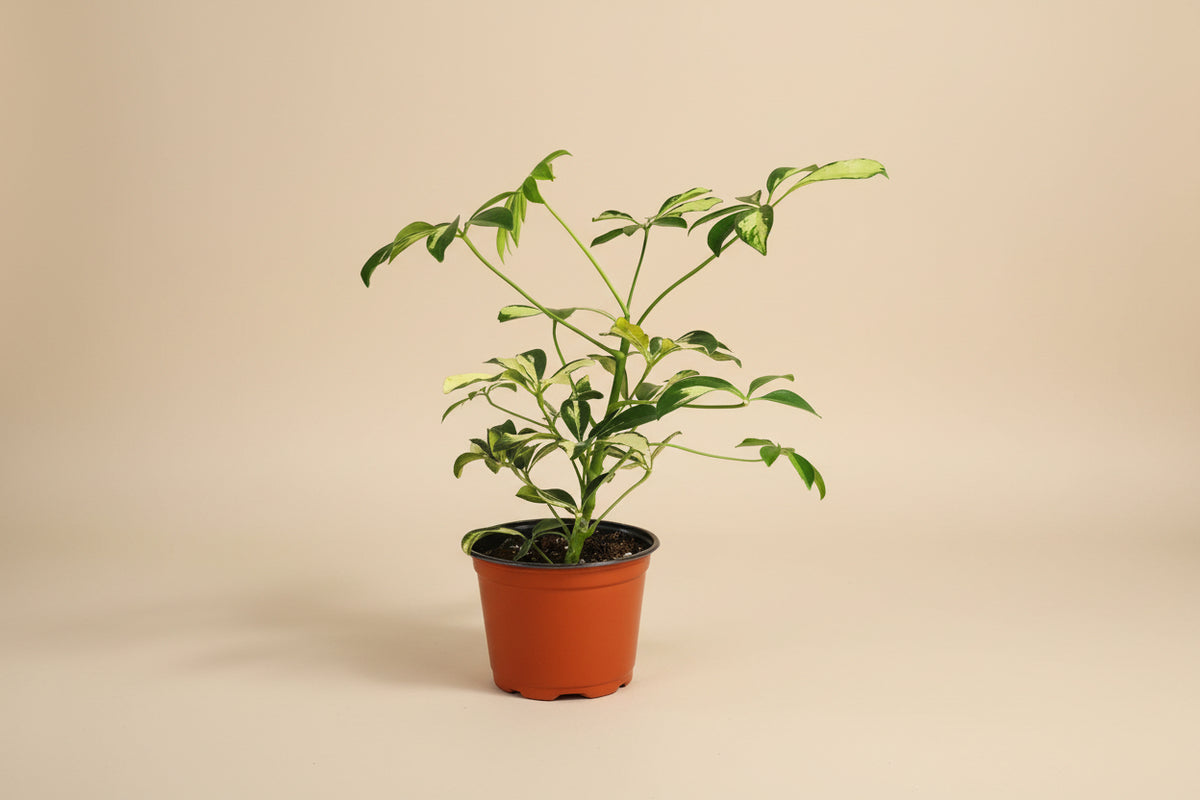 Schefflera ‘Trinette’ is a variegated dwarf umbrella tree with creamy green leaves. Easy-care indoor plant perfect for bright rooms and home décor.