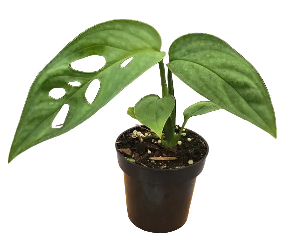 Monstera Obliqua Napo Rare 2" Plant