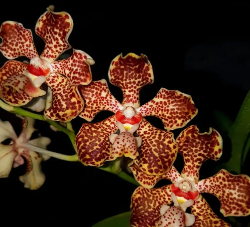 Luisia curtisii × Vanda lombokensis Rare Mounted Mini Orchid
