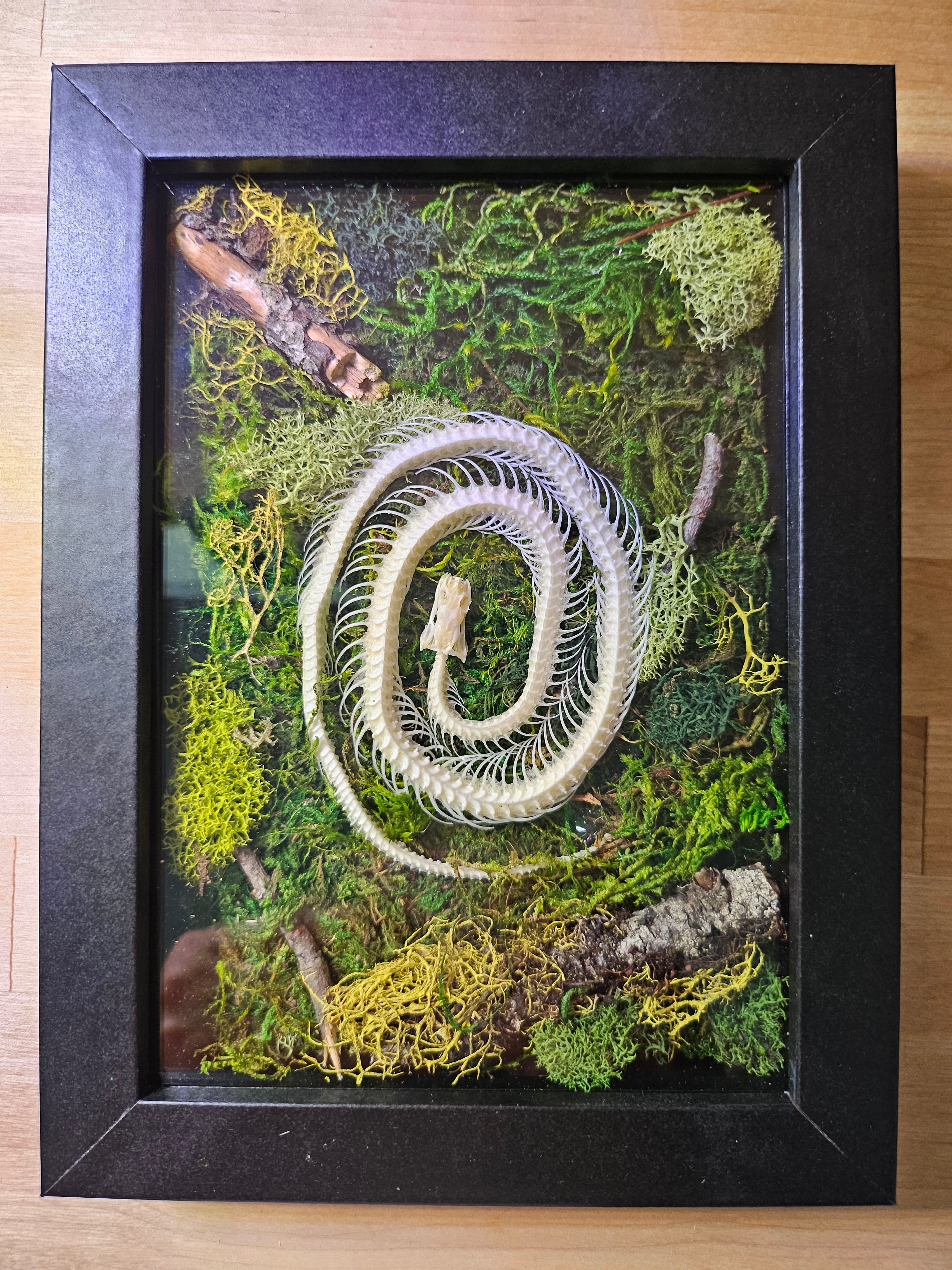 Serpent Spiral is a preserved moss art piece featuring a real spiral snake skeleton—symbolizing rebirth, nature’s cycles, and organic beauty in a 6"x8" frame.