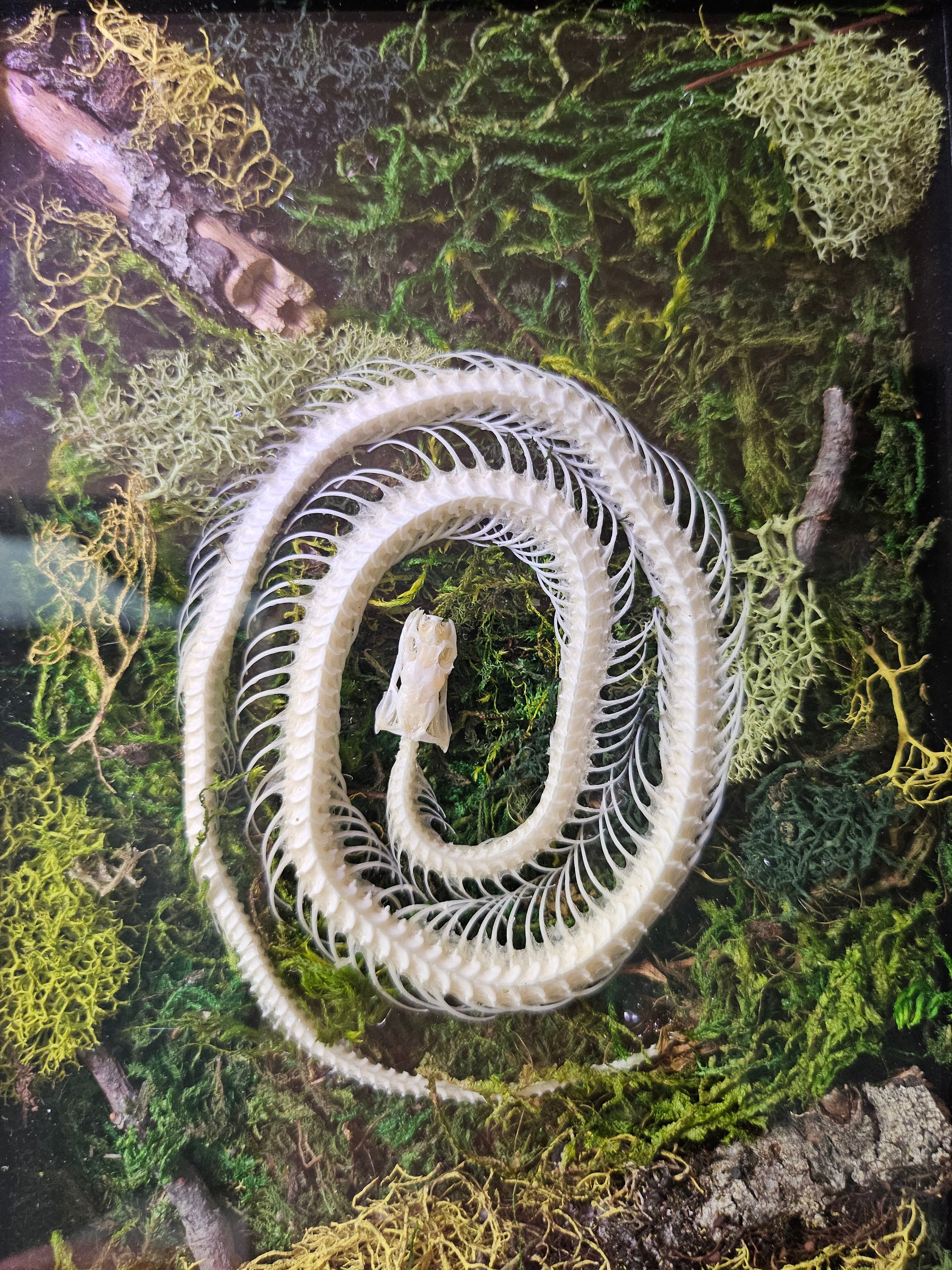 Serpent Spiral is a preserved moss art piece featuring a real spiral snake skeleton—symbolizing rebirth, nature’s cycles, and organic beauty in a 6"x8" frame.