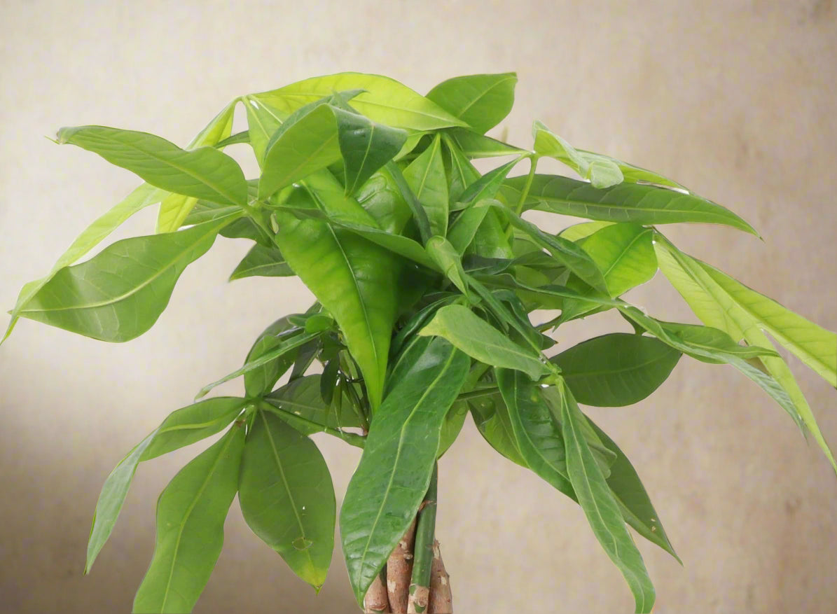 Serpent Trunk Money Tree (Pachira aquatica) symbolizing prosperity & good luck. Unique twisted trunk, pet safe, easy-care plant for home or office.