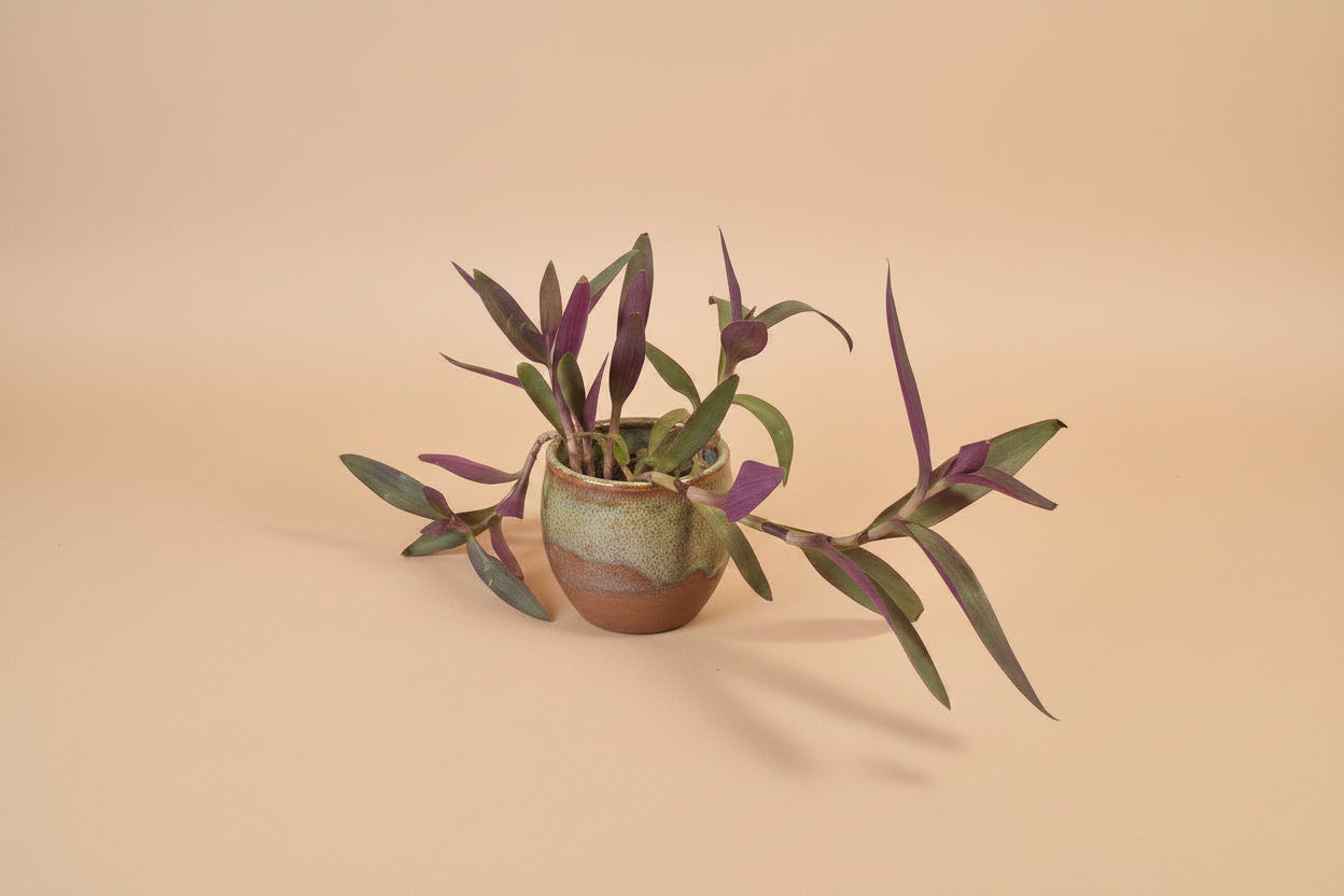 Setcreasea Purple Heart plant with vibrant purple trailing leaves. Easy care Tradescantia perfect for bright light, hanging planters, and bold indoor decor.