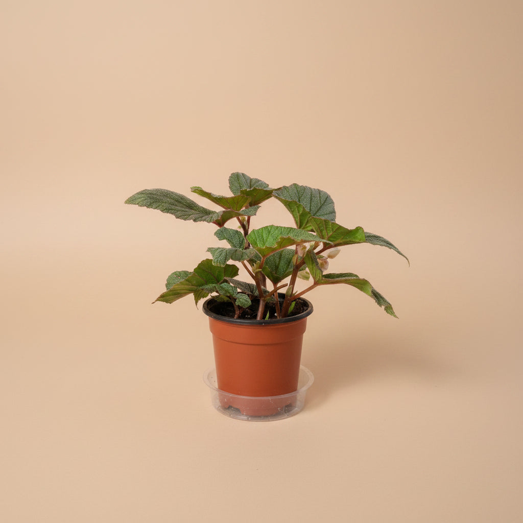Sinbad Pink Angel Wing Begonia, a charming flowering houseplant with silver-speckled leaves and soft pink blooms for indoor jungles.