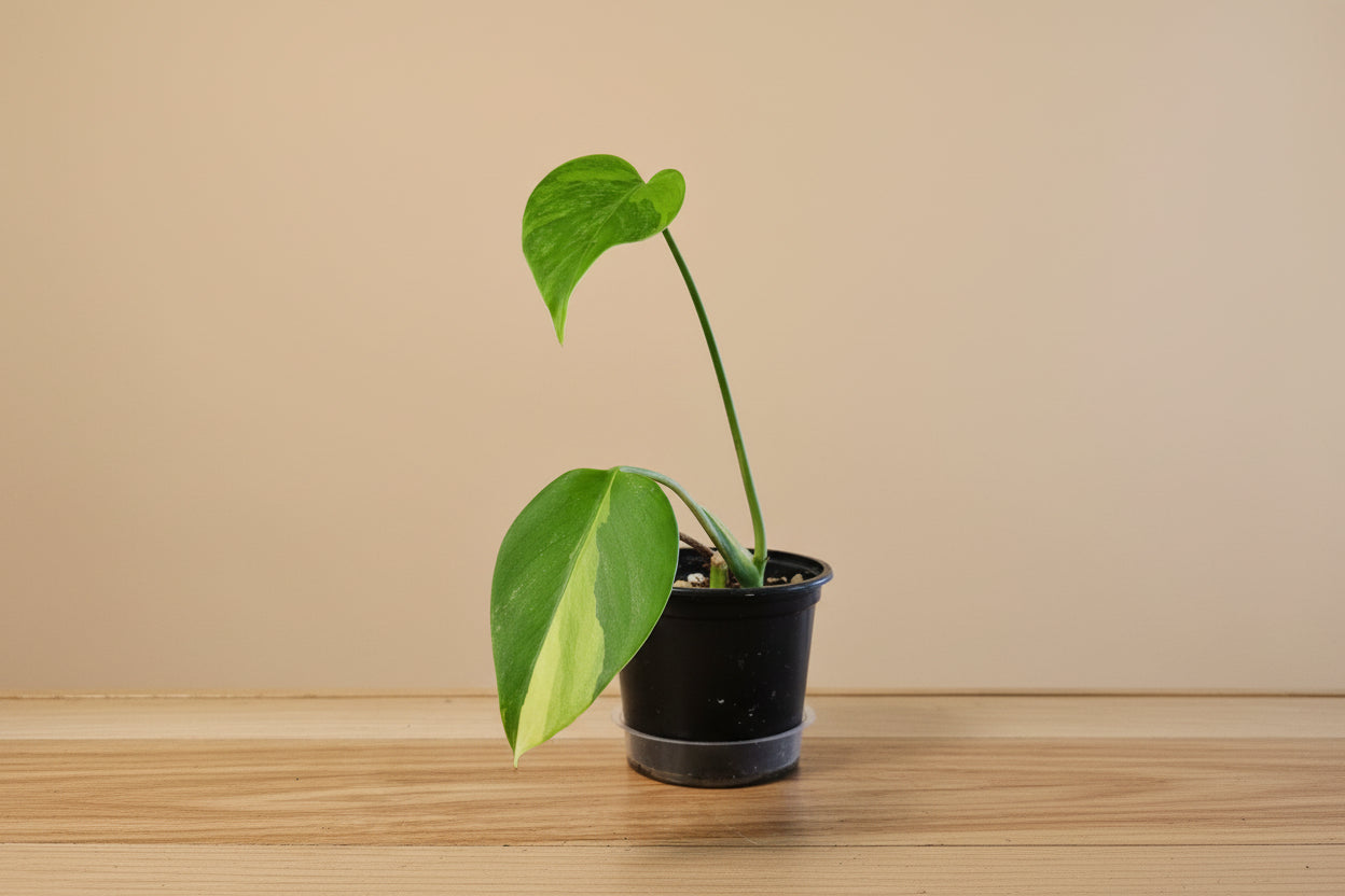 Monstera Aurea Variegata stuns with golden-yellow marbled leaves, rare variegation, and bold tropical vibes—perfect for collectors and indoor jungle lovers.