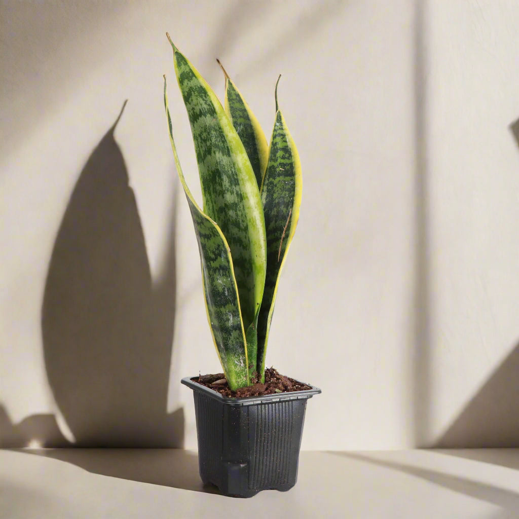 Snake Plant ‘Laurentii’ with bold green leaves edged in golden yellow. Low-maintenance, air-purifying, and nearly indestructible—perfect for any space.