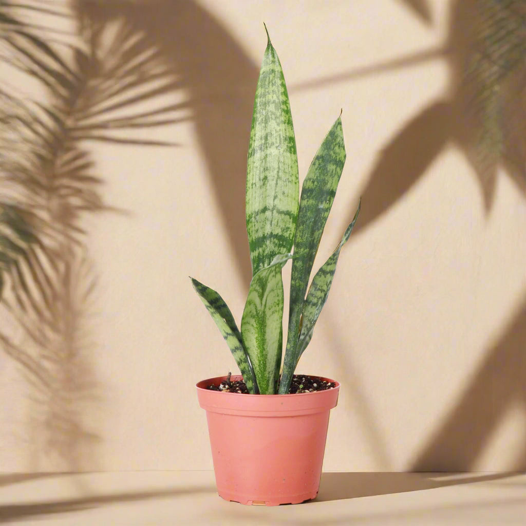 Snake Plant ‘Zeylanica’ with deep green leaves and soft striations. A hardy, low-maintenance houseplant that thrives in low to bright light. Air purifying.