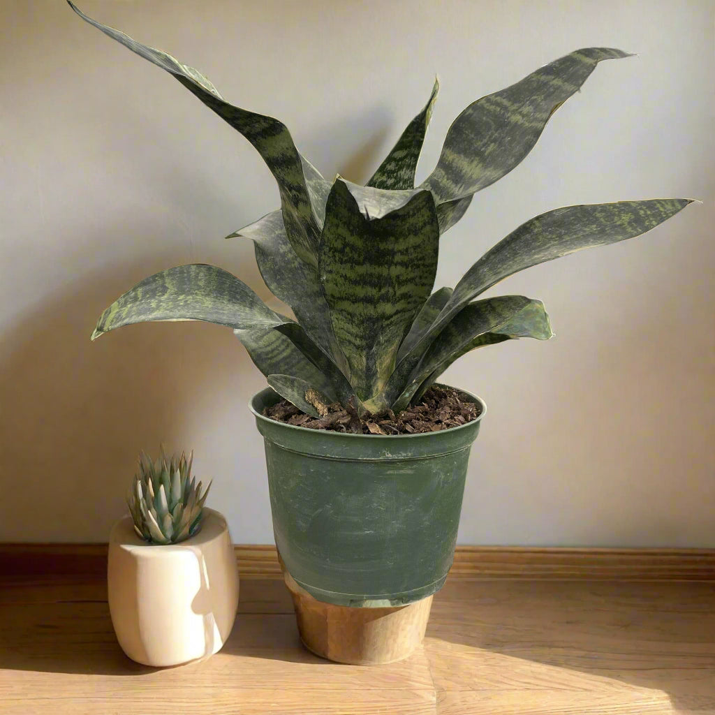 Snake Plant ‘Zeylanica’ with deep green leaves and soft striations. A hardy, low-maintenance houseplant that thrives in low to bright light. Air purifying.