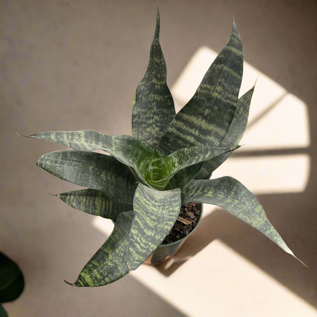 Snake Plant ‘Zeylanica’ with deep green leaves and soft striations. A hardy, low-maintenance houseplant that thrives in low to bright light. Air purifying.