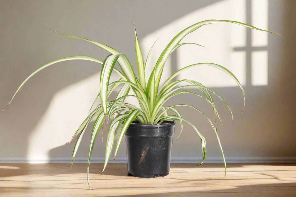 The Spider Plant (Chlorophytum comosum) is a low-maintenance, fast-growing houseplant with white and green striped leaves. Ideal for beginners, it thrives in medium to bright indirect light and adapts to low light. Non-toxic and pet-safe, it produces baby plants for easy propagation, making it a perfect low-key addition to any home.