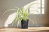 The Spider Plant (Chlorophytum comosum) is a low-maintenance, fast-growing houseplant with white and green striped leaves. Ideal for beginners, it thrives in medium to bright indirect light and adapts to low light. Non-toxic and pet-safe, it produces baby plants for easy propagation, making it a perfect low-key addition to any home.