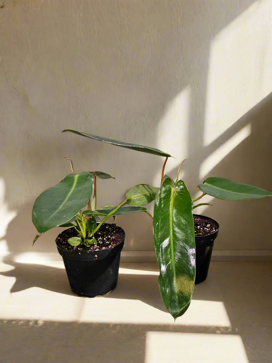 Rare and revered, the Philodendron Spiritus Sancti is the “Holy Grail” of plants—an ethereal, sculptural beauty prized by serious collectors worldwide.