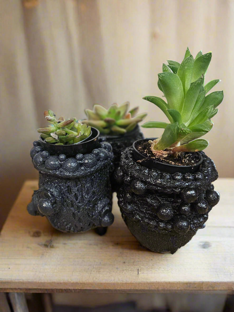This Succulent Mix 2" Plants and Relics Pot is a low-maintenance, stylish arrangement featuring diverse textures and shapes. Perfect for sunny spaces, it thrives in bright light with minimal watering. A chic addition to desks, shelves, or windowsills, blending natural beauty and timeless design.