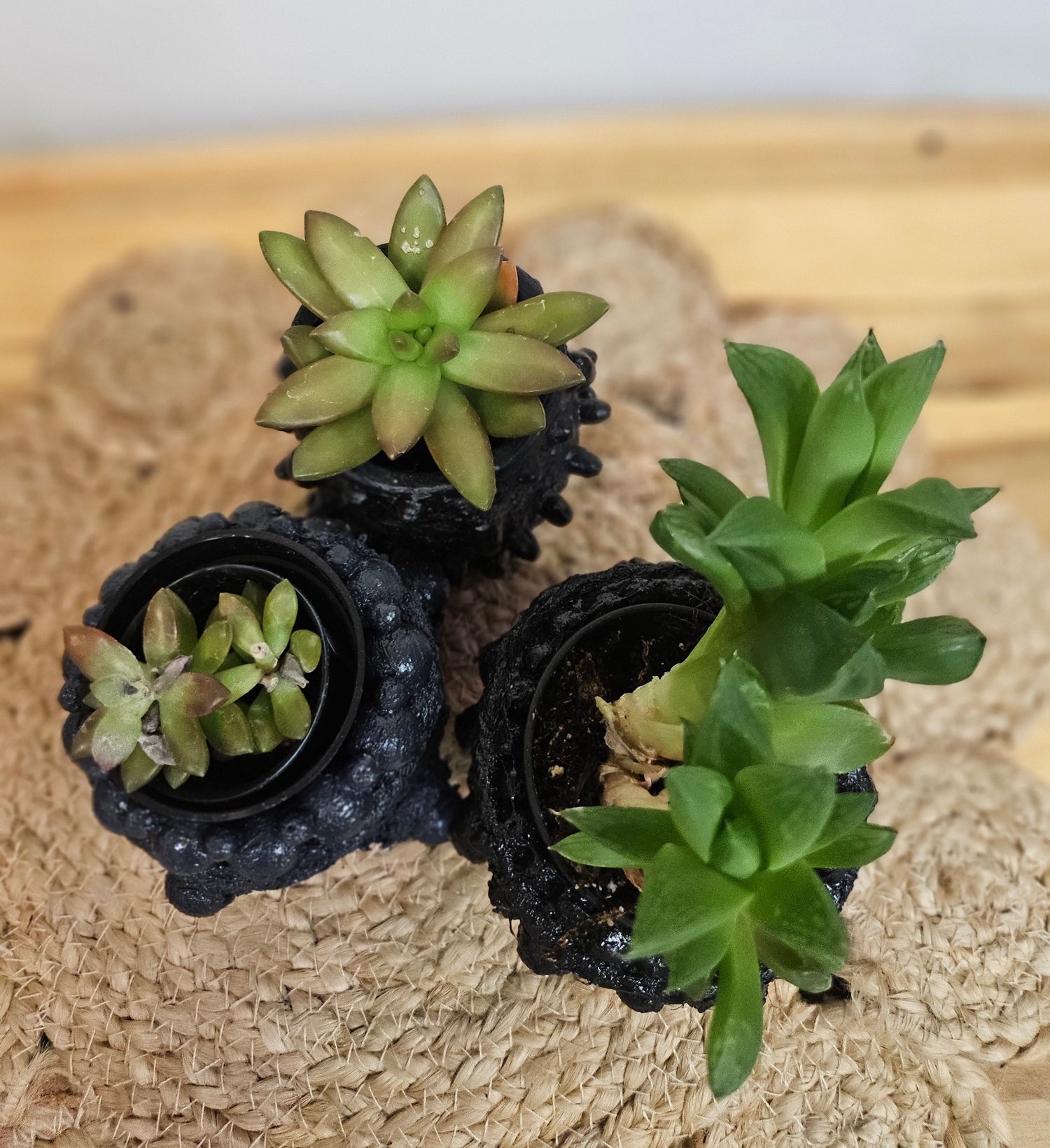 This Succulent Mix 2" Plants and Relics Pot is a low-maintenance, stylish arrangement featuring diverse textures and shapes. Perfect for sunny spaces, it thrives in bright light with minimal watering. A chic addition to desks, shelves, or windowsills, blending natural beauty and timeless design.