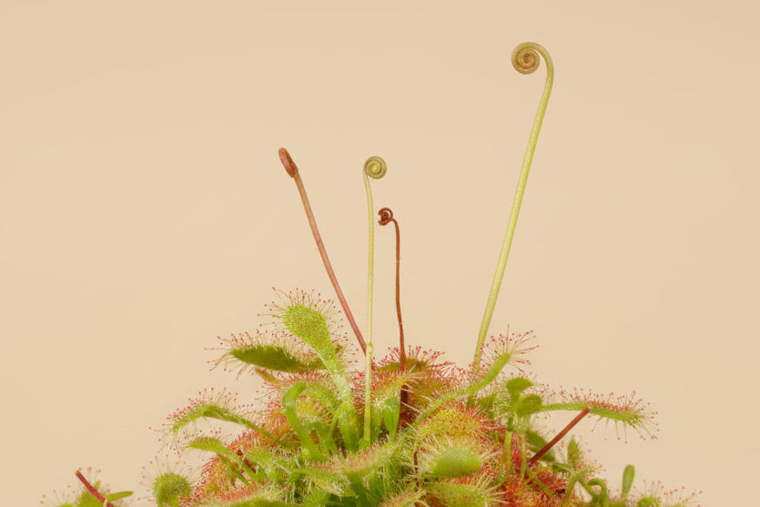 Drosera spatulata, a beginner-friendly carnivorous sundew with sparkling sticky leaves that naturally catch insects.