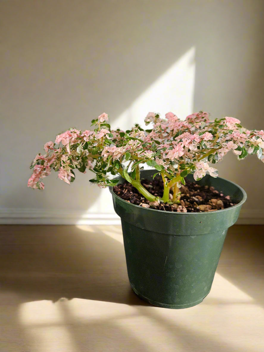Sweet Ann’s Variegated Pilea is a rare, pet-safe plant with pink, white, and green foliage—like a miniature fairy tree, perfect for whimsical indoor spaces.