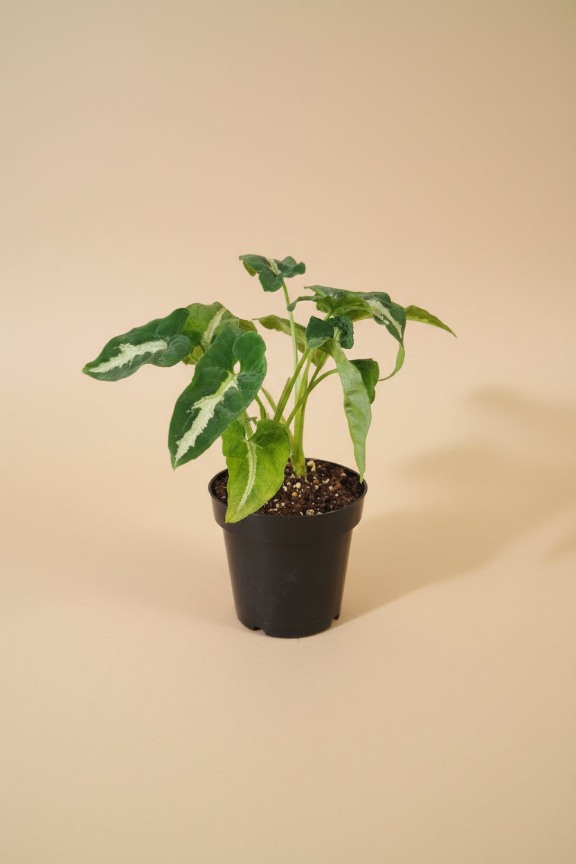 Syngonium wendlandii is a velvety, deep-green arrowhead plant known for its rich texture and striking silver midrib.