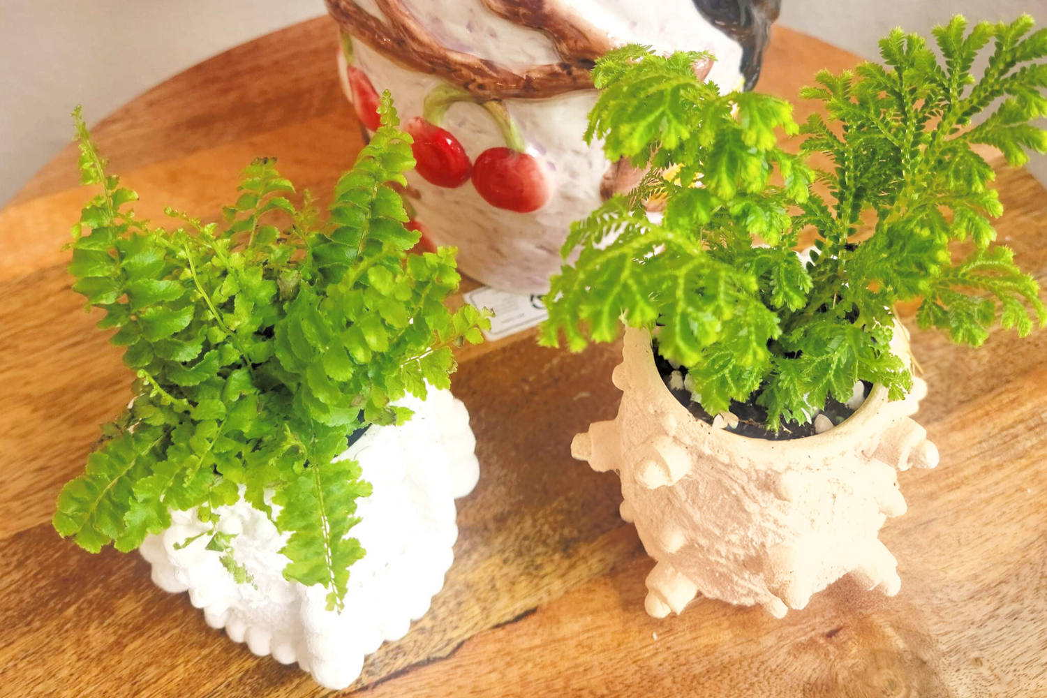 Elevate your home decor with this one-of-a-kind upcycled, handcrafted Small Planter. Made from reclaimed materials, each piece features a unique textured finish and comes in 4 finishes: Black, White, Sand, and Light Pink. Available with or without a plant, it&