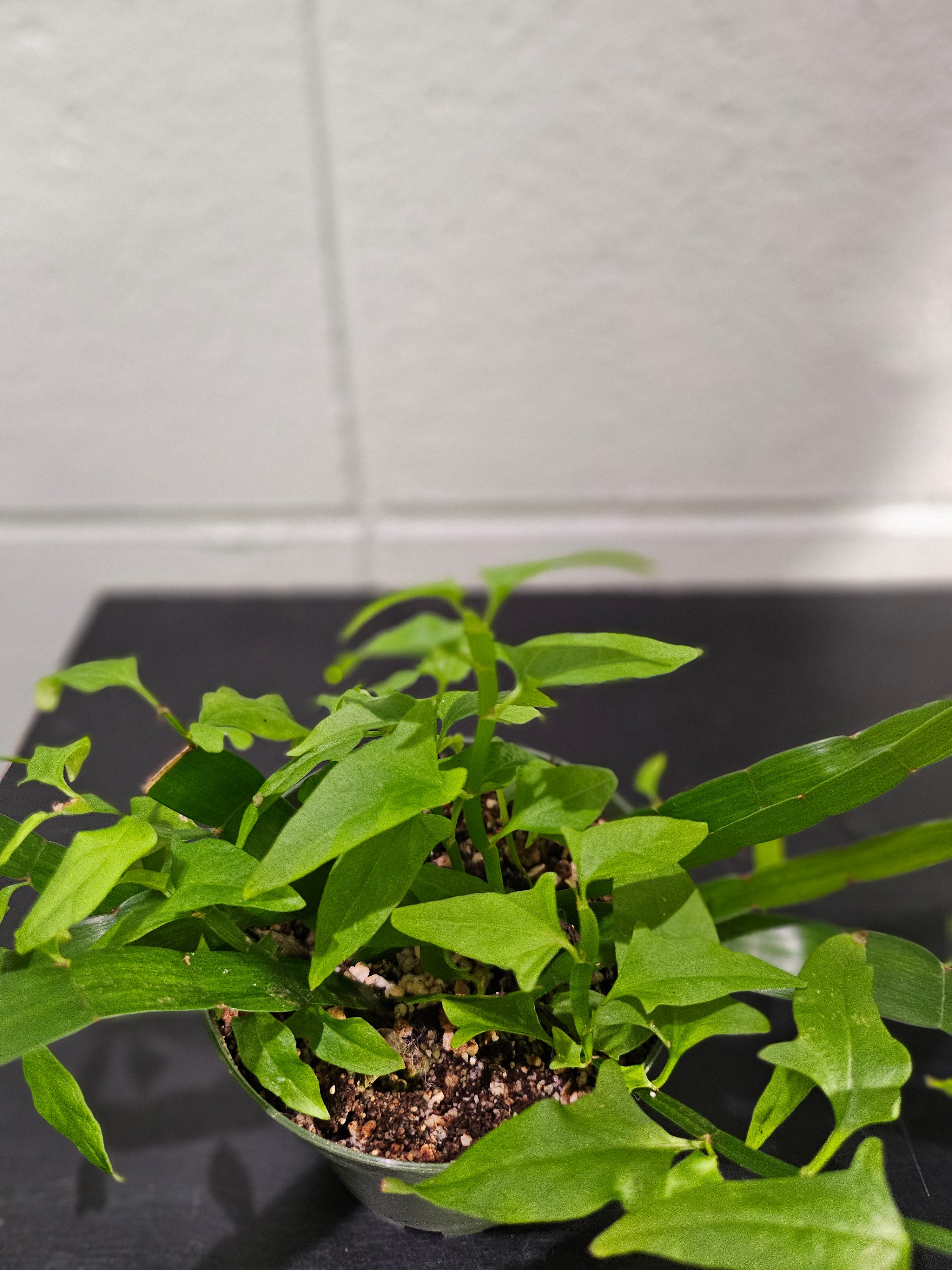 Muehlenbeckia platyclada Tapeworm, Centipede Plant is a rare, sculptural plant with bizarre segmented stems—perfect for collectors seeking something truly unique and conversation-worthy.