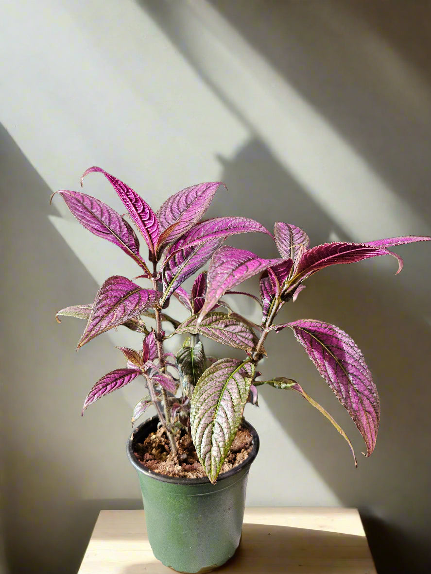 The Parisian Shield (Strobilanthes dyerianus), also known as the Persian Shield, dazzles with iridescent leaves in shades of purple, silver, and green. Native to Myanmar, this tropical plant thrives in bright, indirect light and high humidity to keep its shimmering foliage and bold presence.