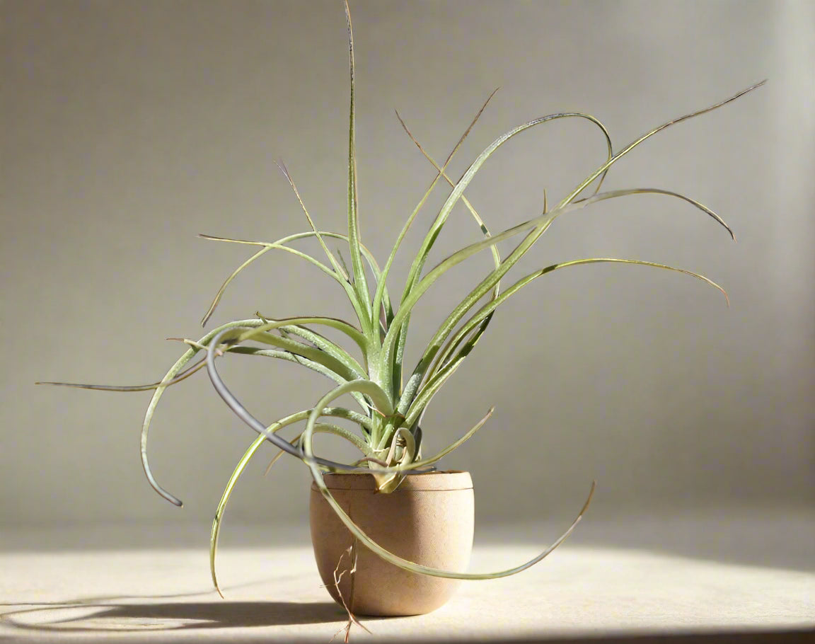 Bring soft, silvery charm to your plant collection with Tillandsia Moonlight, a large air plant hybrid with upright growth and stunning banana-cream and violet blooms.