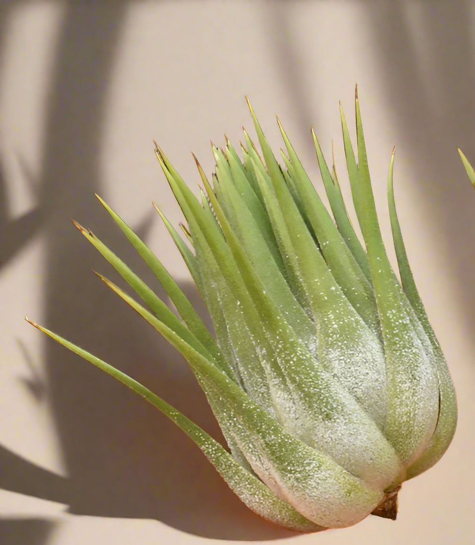 Tillandsia ionantha &