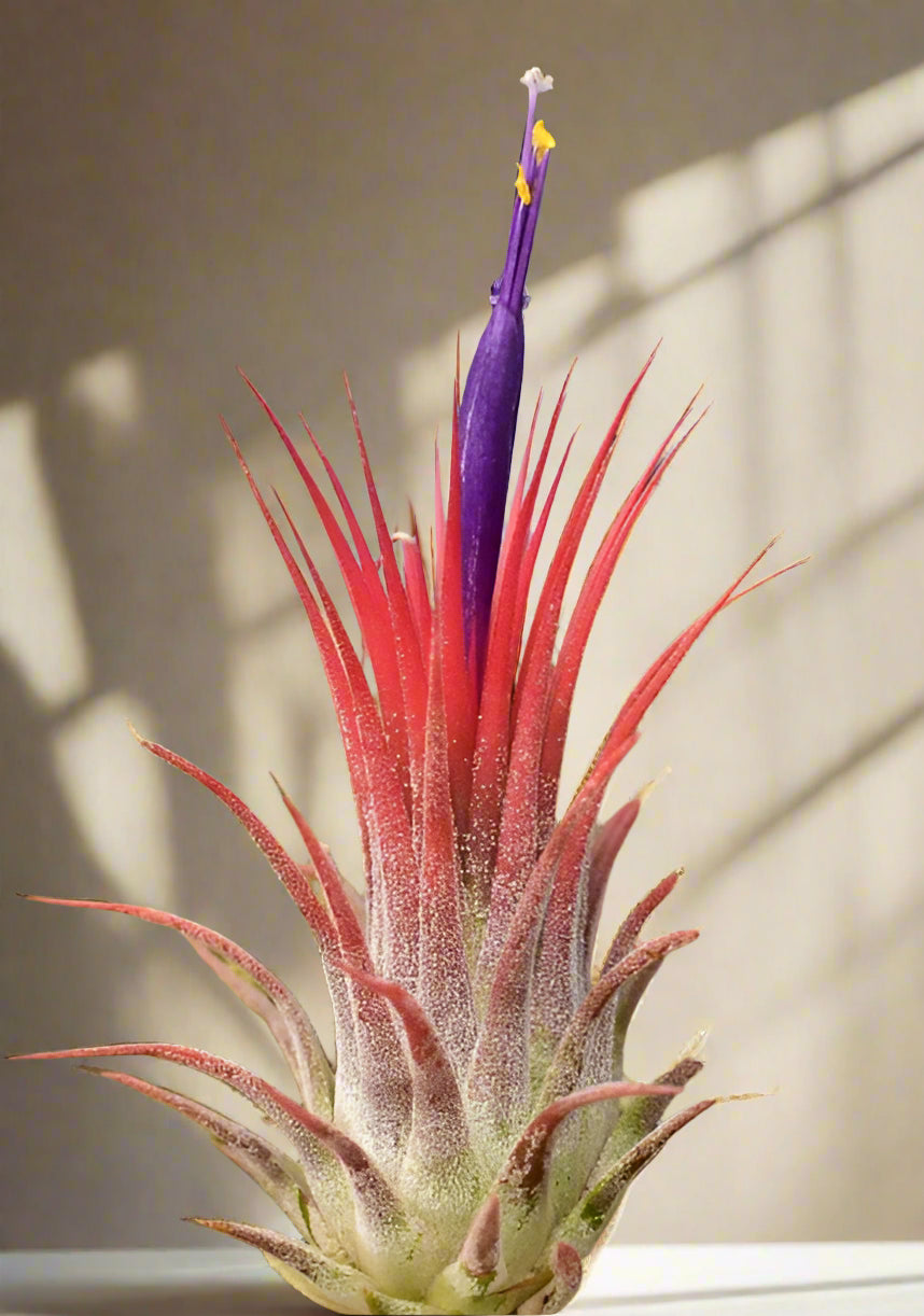 air plant with red flower Tillandsia Ionantha Guatemala (Medium) Air Plant