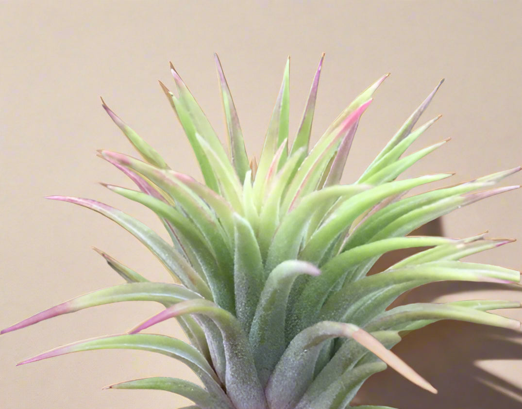 Tillandsia ionantha ‘Rubra’ is a hardy 2″+ air plant with wide leaves that blush red when blooming. Easy to grow, fast to clump, and perfect for any display.