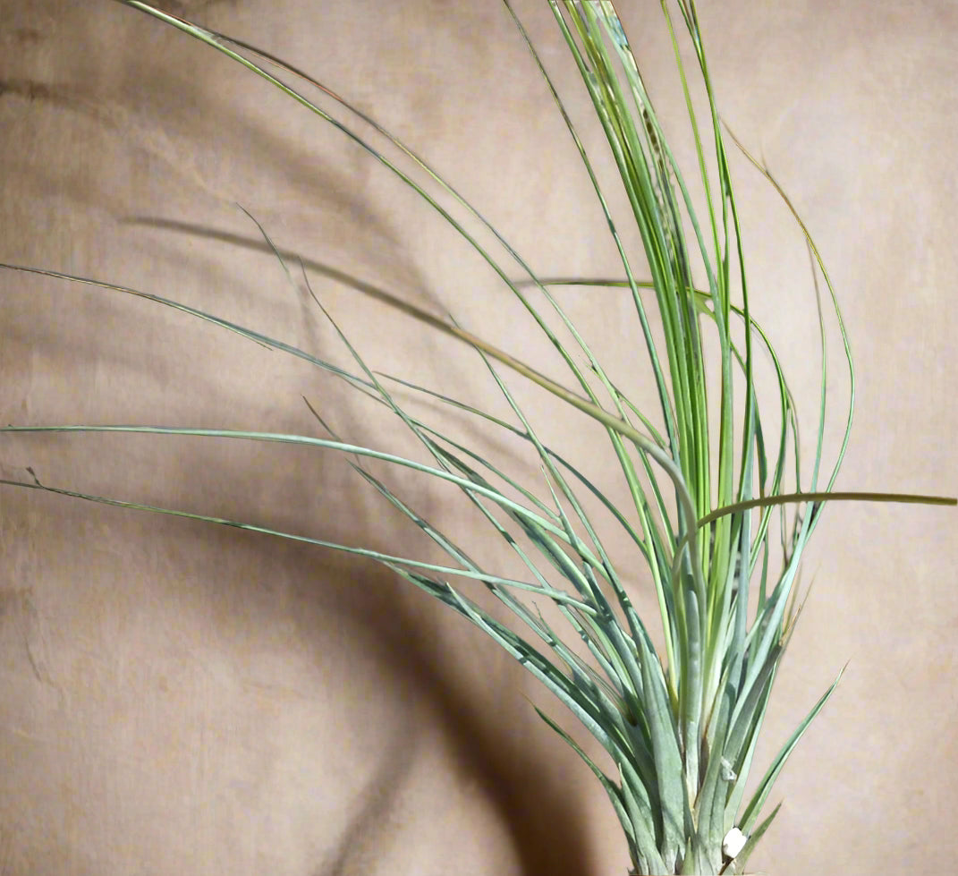 Tillandsia juncea is a sleek, grass-like air plant with upright leaves. Easy to care for, it thrives with airflow and adds height to modern plant displays.
