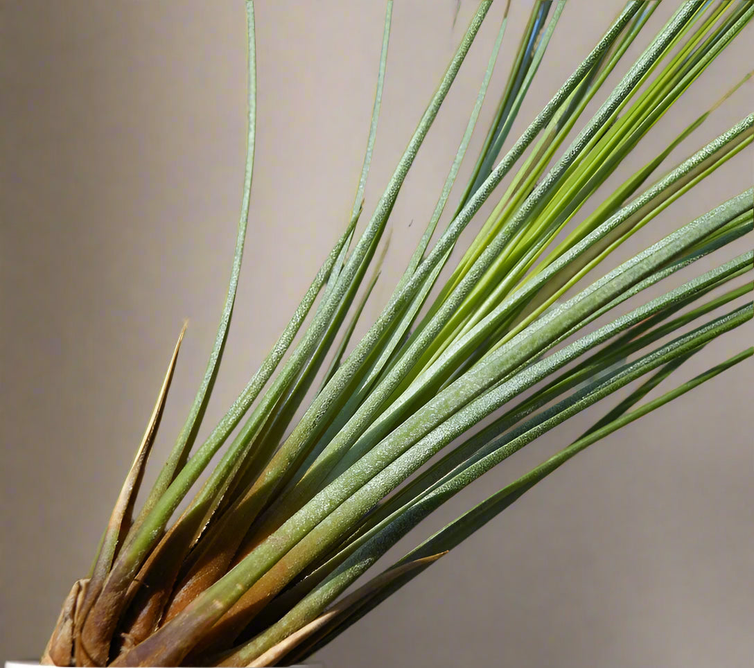 Tillandsia juncea is a sleek, grass-like air plant with upright leaves. Easy to care for, it thrives with airflow and adds height to modern plant displays.