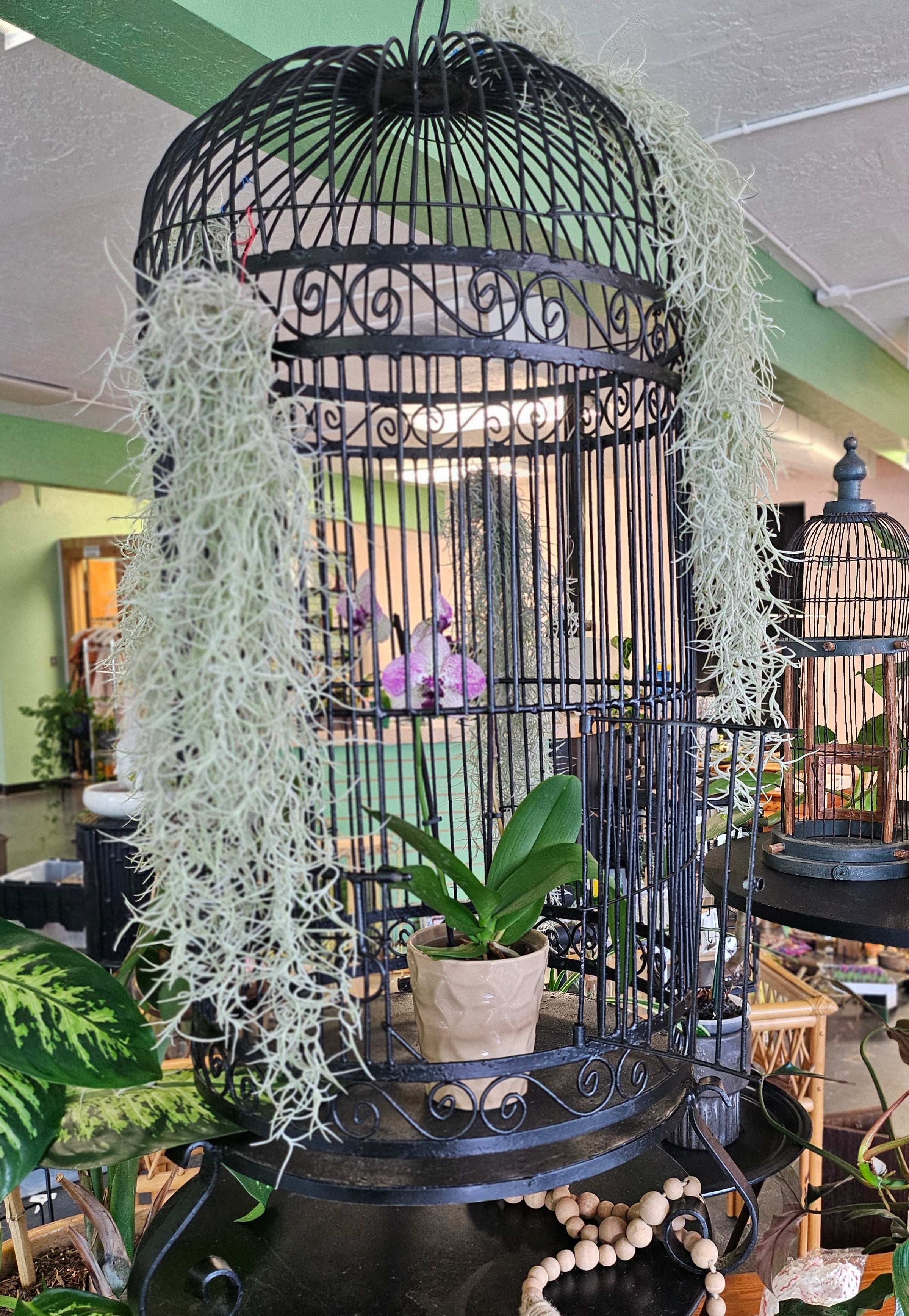 Tillandsia usneoides ‘Thick Form’ is hardy Spanish Moss with silvery-gray strands. Great for hanging displays, easy to care for, and adds natural texture.