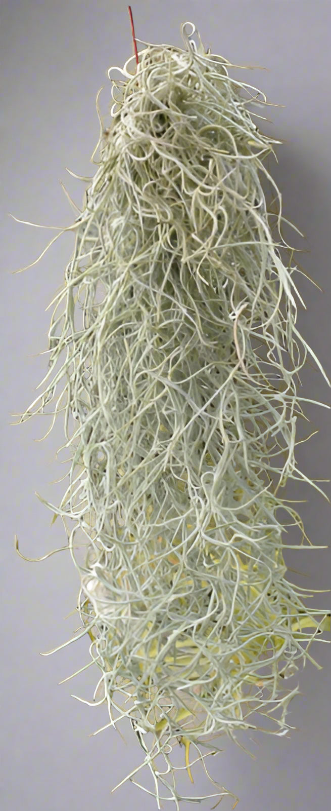 Tillandsia usneoides ‘Thick Form’ is hardy Spanish Moss with silvery-gray strands. Great for hanging displays, easy to care for, and adds natural texture.