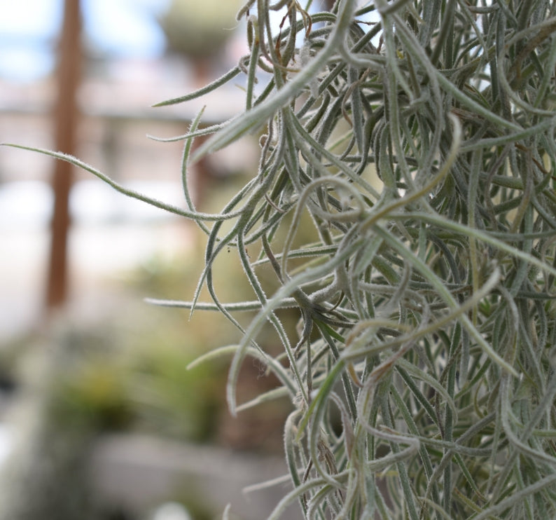 Tillandsia usneoides ‘Thick Form’ is hardy Spanish Moss with silvery-gray strands. Great for hanging displays, easy to care for, and adds natural texture.