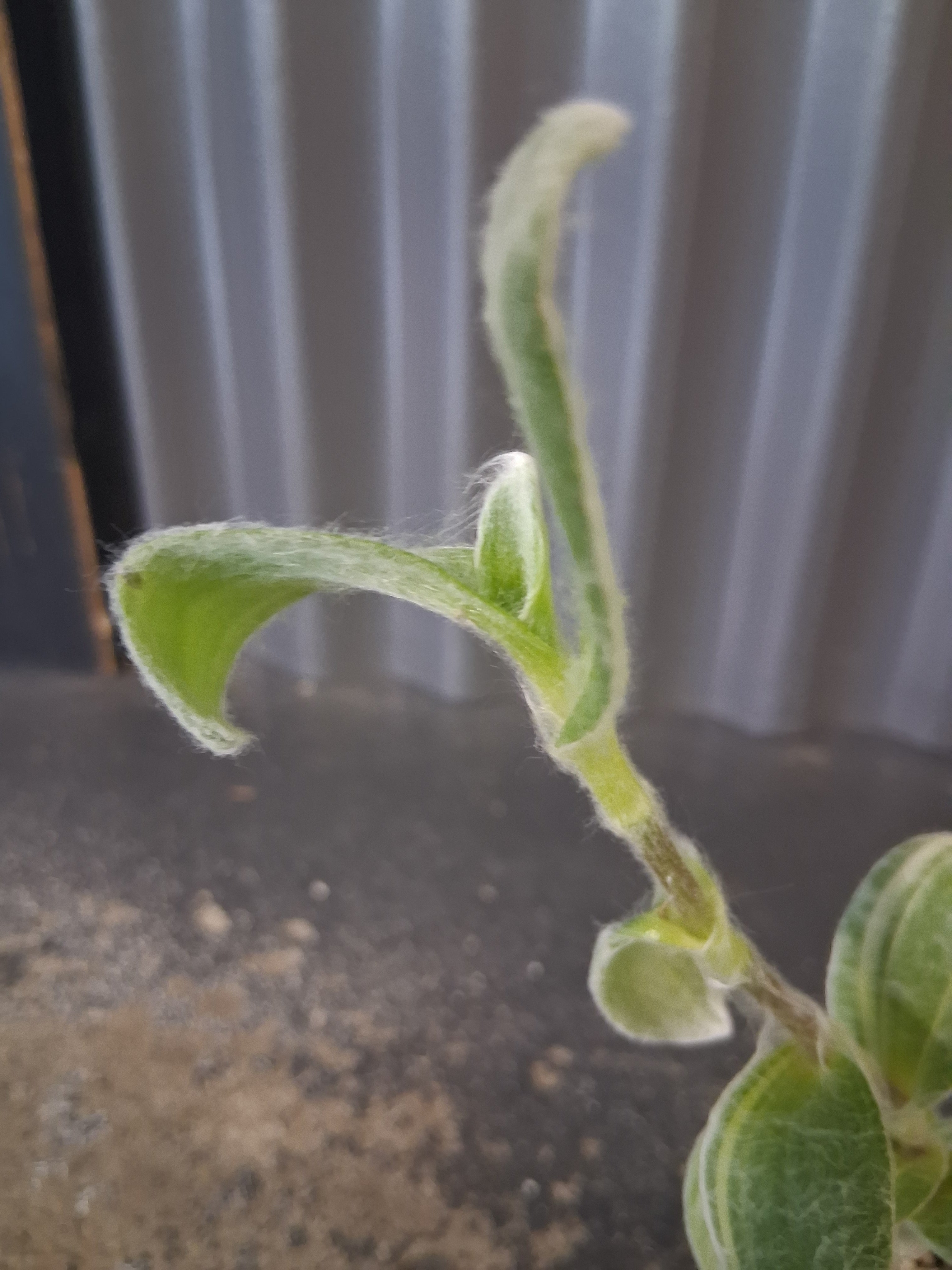 Tradescantia sillamontana plant with soft velvety leaves and silvery texture. Easy-care, drought-tolerant trailing plant—perfect for bright, sunny spaces.