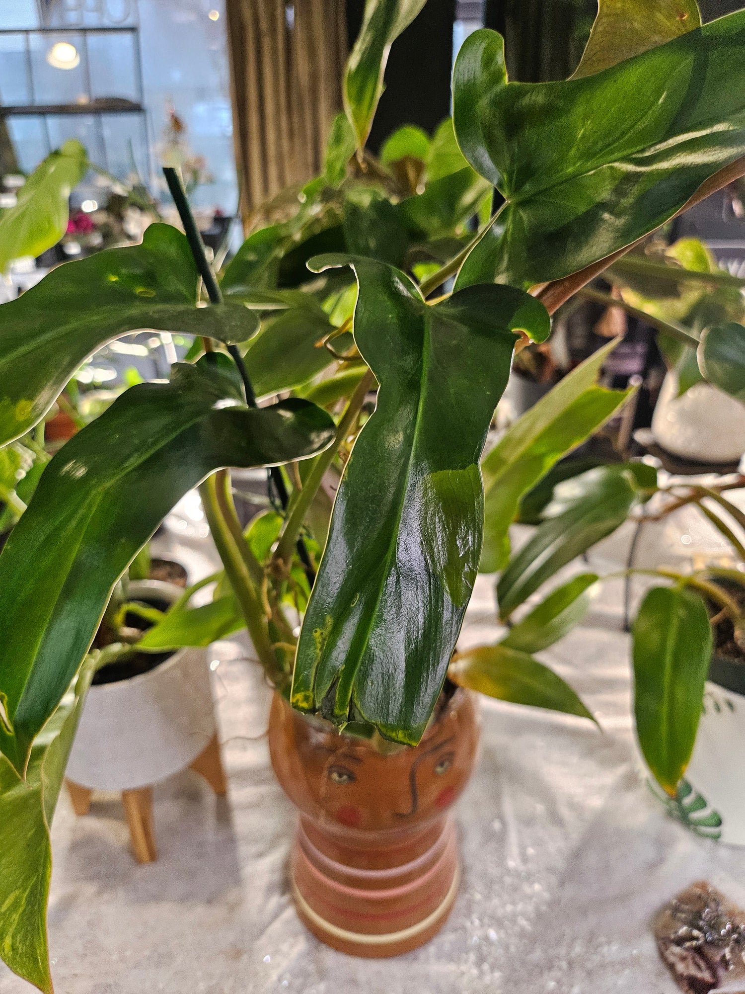The Philodendron Mexicanum is a rare tropical climber with striking tri-lobed leaves, deep green tops, and maroon undersides. Perfect for indoor spaces, it thrives in bright, indirect light with minimal care. A must-have for plant collectors, adding bold, exotic beauty to any home.