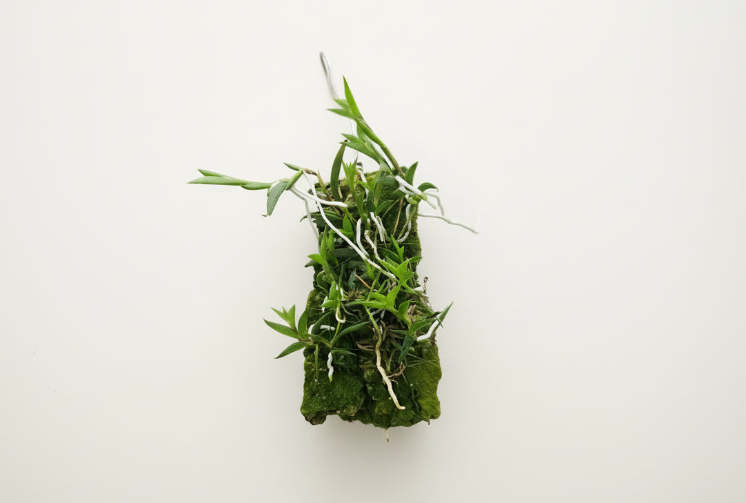 Tulumnia sylvestris mounted orchid on bark. A rare miniature Caribbean epiphytic orchid with delicate star-like blooms—perfect for collectors and bright spaces.