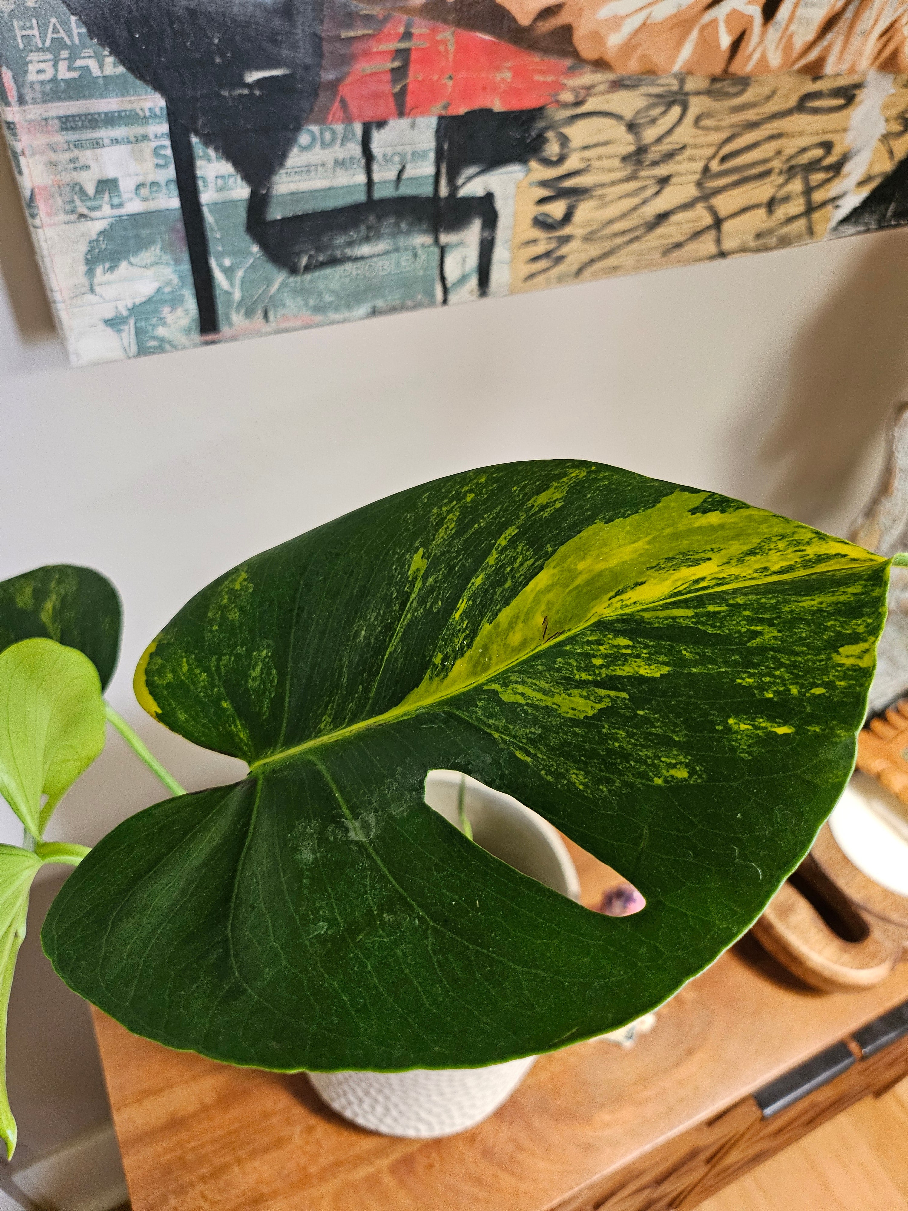 Monstera Aurea Variegata stuns with golden-yellow marbled leaves, rare variegation, and bold tropical vibes—perfect for collectors and indoor jungle lovers.