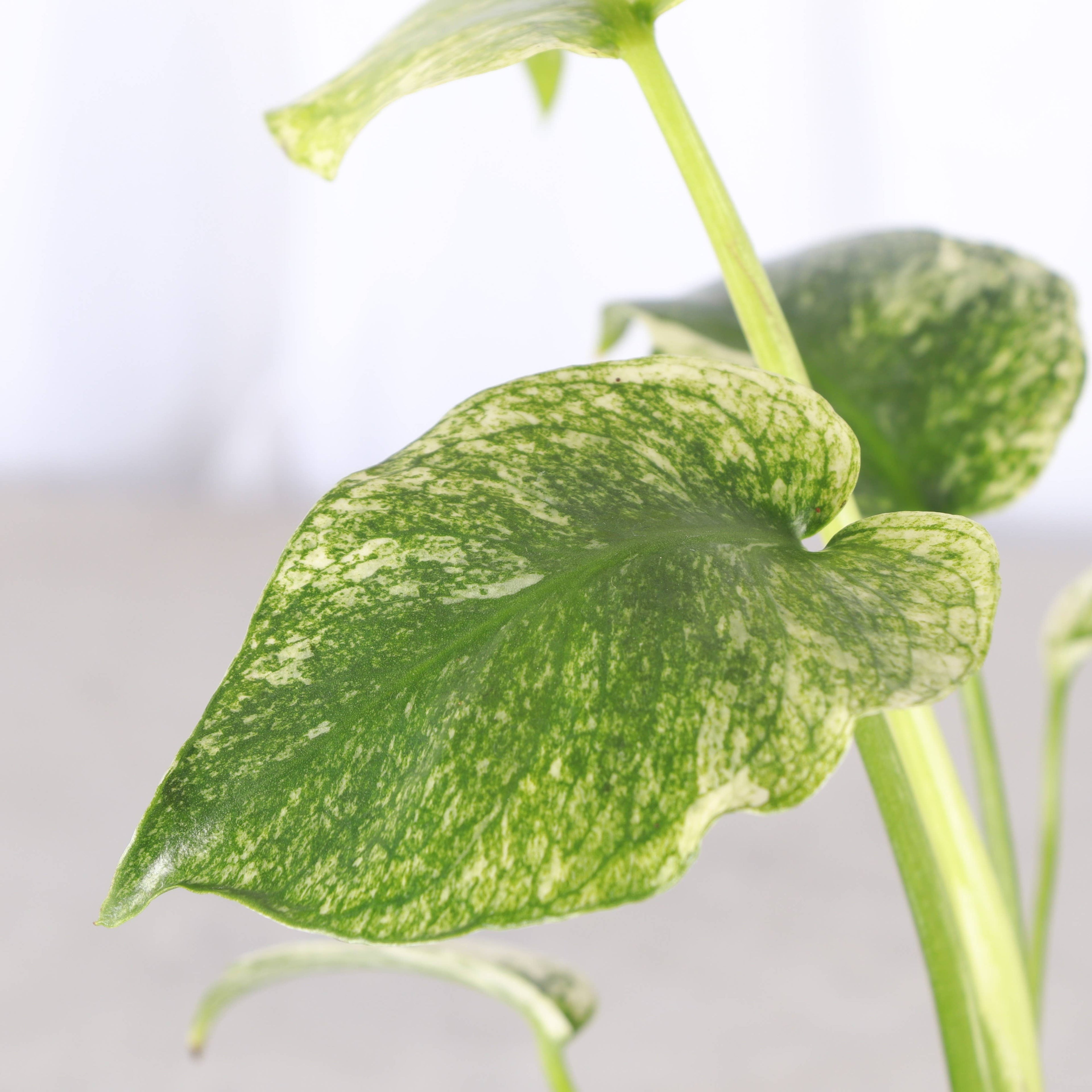Rare Monstera Deliciosa ‘Mint’ with stunning minty-white variegation. Easy care, highly collectible houseplant prized by plant lovers & collectors.