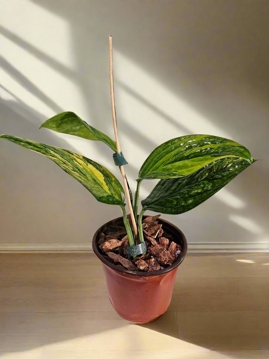 philodendron karstenianum Monstera Peru Variegated - Monstera Karstenianum - Grower’s Choice