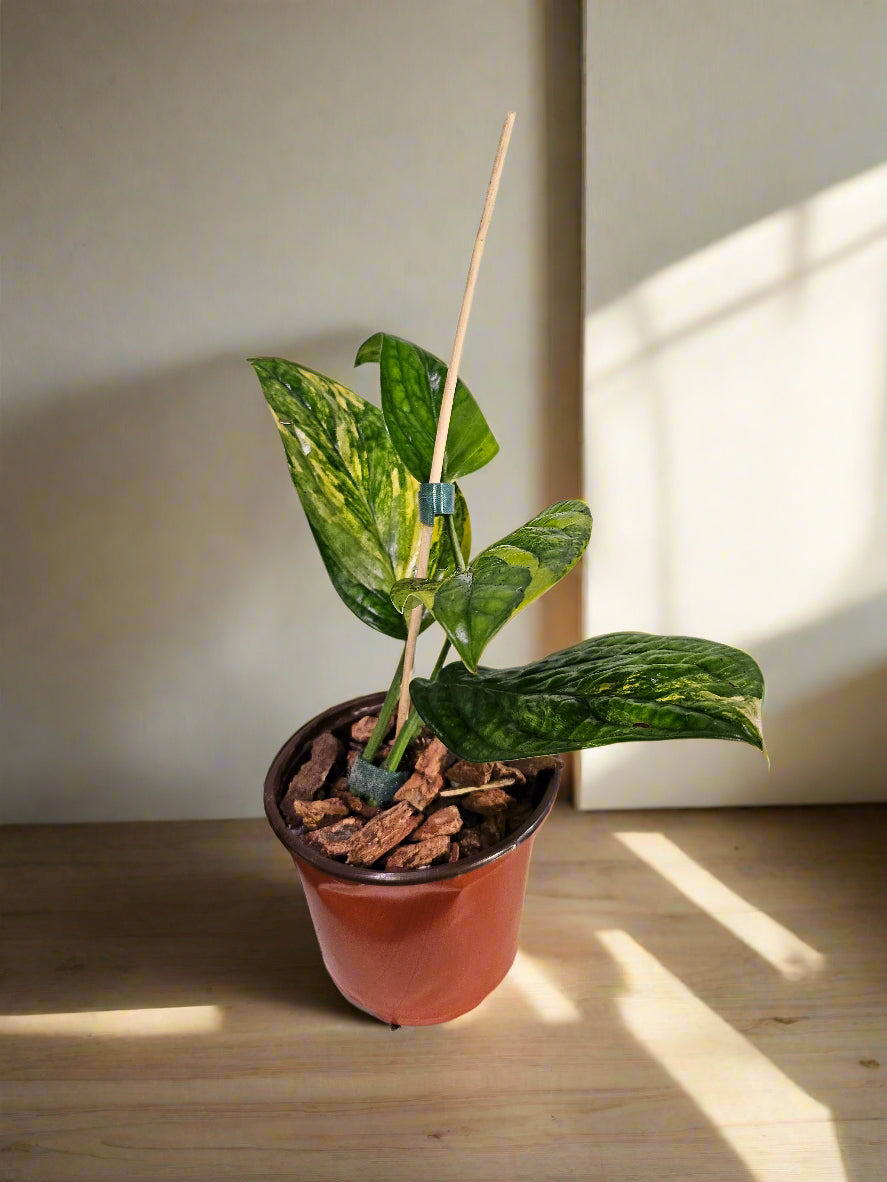 The Variegated Monstera Peru is a rare, slow-growing stunner with bold, crinkled leaves and unpredictable marbled variegation