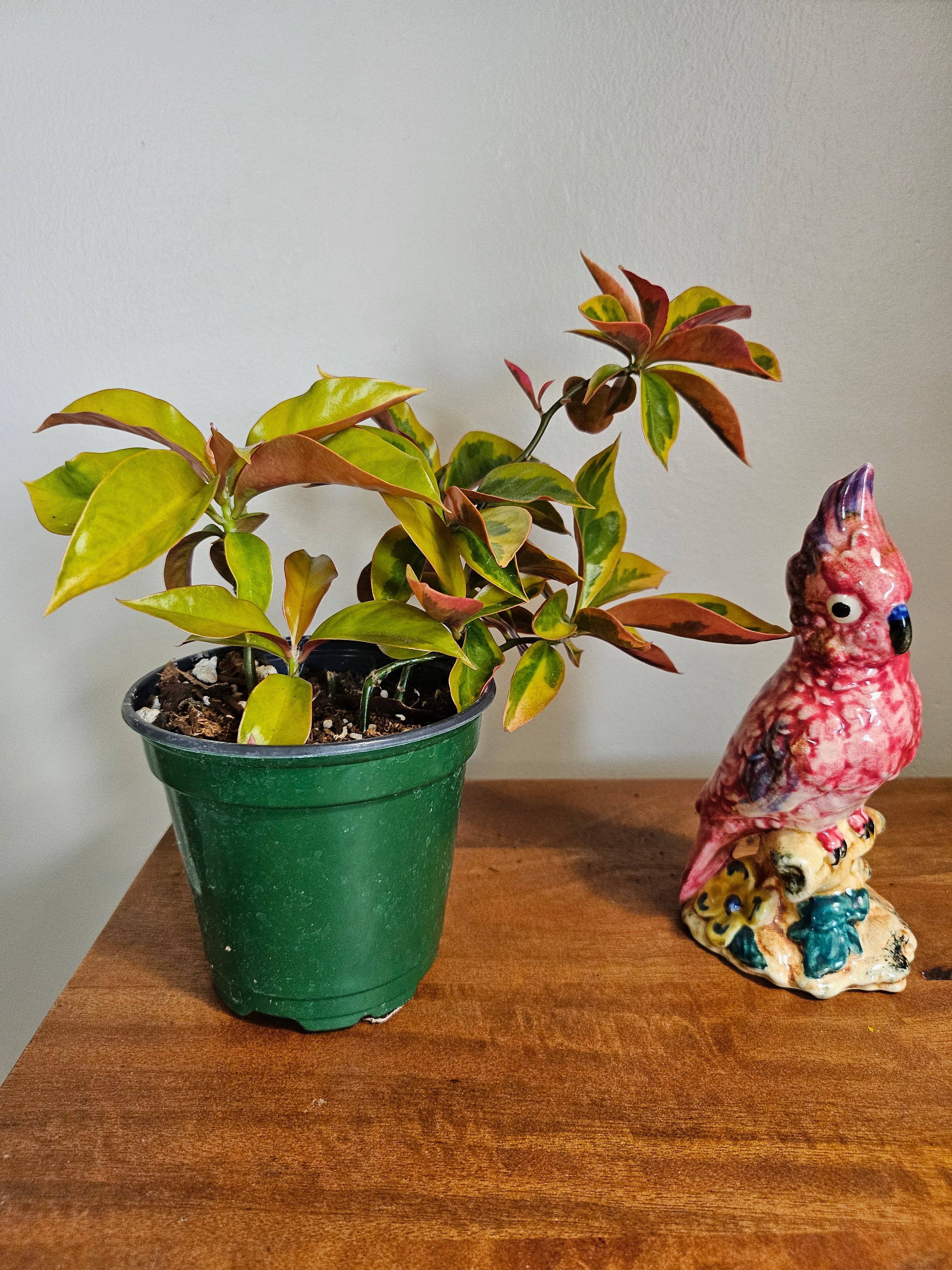 Variegated Pereskia aculeata, also known as Barbados Gooseberry or Lemon Vine, is a rare leafy cactus with climbing vines, bold variegation, and tropical flair—perfect for trellises, patios, or collectors.