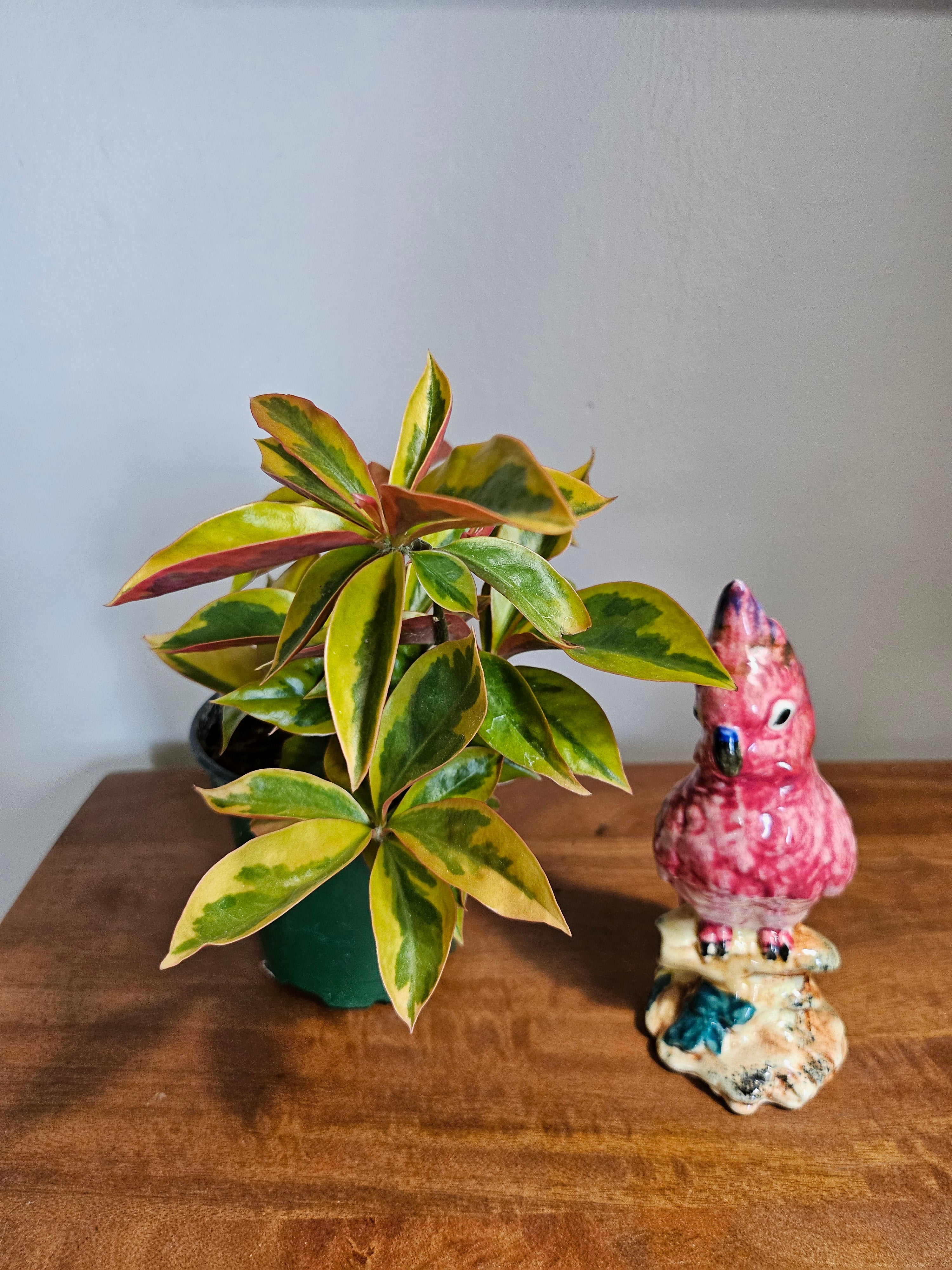 Variegated Pereskia aculeata, also known as Barbados Gooseberry or Lemon Vine, is a rare leafy cactus with climbing vines, bold variegation, and tropical flair—perfect for trellises, patios, or collectors.