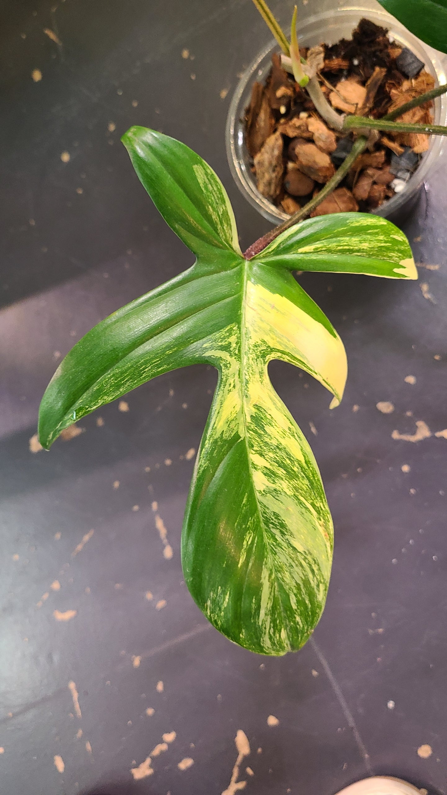 The Philodendron Florida Beauty Variegated features rare cream, yellow, and green variegation. Thrives in bright, indirect light with high humidity and climbing support.