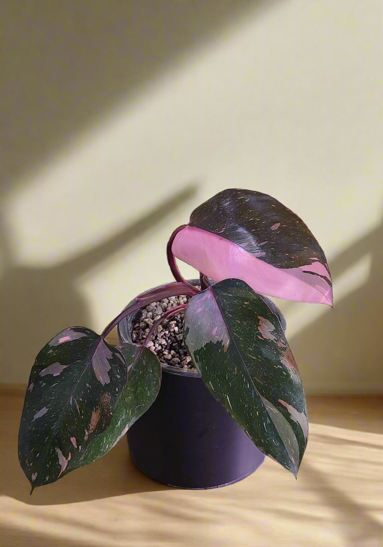 Rare Variegated Pink Princess Galaxy Philodendron with striking pink, cream, and green marbled leaves. A must-have collector plant for indoor styling.