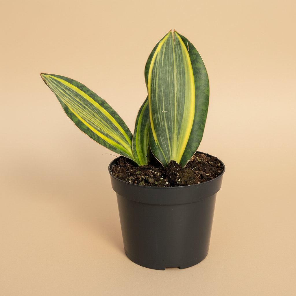 Variegated Whale Fin Snake Plant features rare, oversized paddle-shaped leaves with striking green and yellow variegation. Easy-care collector houseplant