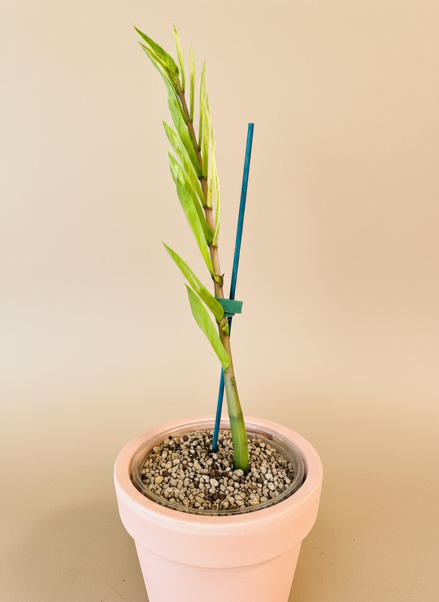 Variegated ZZ Plant (Zamioculcas zamiifolia variegata) with creamy marbled leaves. Rare, resilient, and low-maintenance—perfect for collectors.
