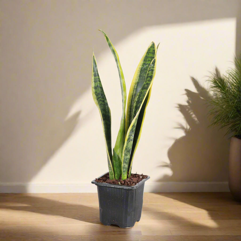 Snake Plant bold green leaves edged in golden yellow. Low-maintenance, air-purifying, and nearly indestructible—perfect for any space.