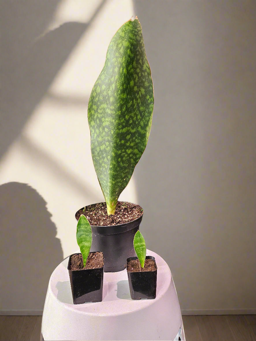 The Whale Fin Snake Plant is perfect for those seeking a hardy, low-maintenance plant with unique, statement-making leaves. Add this drought-tolerant beauty to your home and enjoy its minimal care needs and striking form!