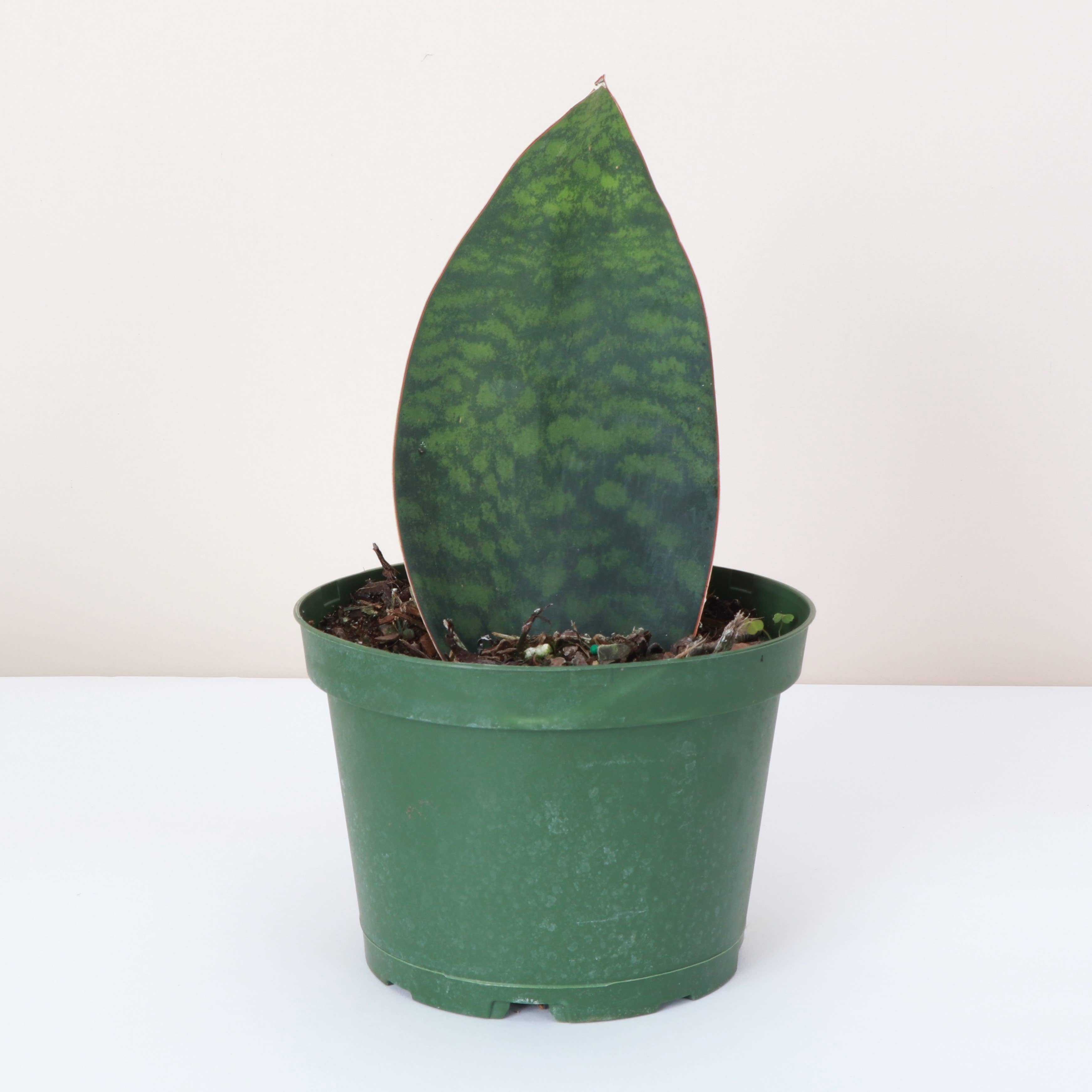The Whale Fin Snake Plant is perfect for those seeking a hardy, low-maintenance plant with unique, statement-making leaves. Add this drought-tolerant beauty to your home and enjoy its minimal care needs and striking form!